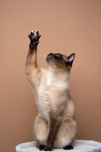 Siamês gato jogar levantando pata mostrando garras olhando para cima no fundo marrom — Fotografia de Stock