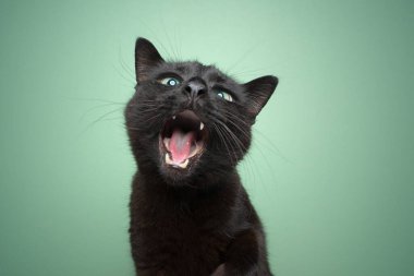 Nane yeşili arka planda ağzı açık komik portresi olan kara kedi.