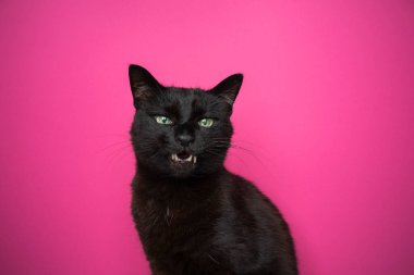 Siyah kedi pembe arka planda dişlerini göstererek kızgın surat yapıyor.