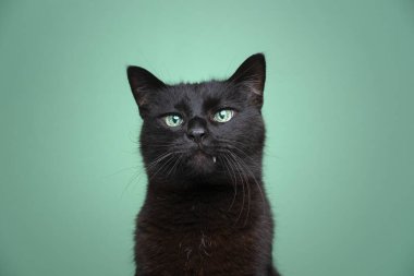 Sevimli siyah kedi portresi dişleri fırlamış dışarı bakıyor