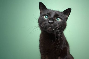 Isırıklı ve retina portresi yansıtan sevimli siyah kör kedi.