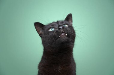 Sevimli siyah kedi, dişlek bir şekilde yukarı bakıyor.