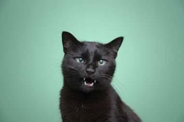 Yeşil arka planda ağzı açık miyavlayan kara kedi.