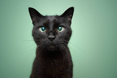 Nane yeşili arka planda sevimli siyah kedi portresi