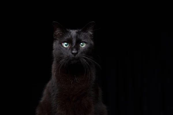 Blind black cat portrait on black background — 图库照片