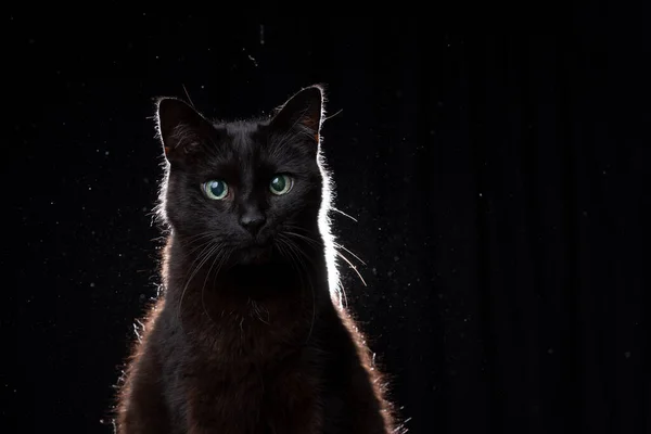 Blinde schwarze Katze Porträt auf schwarzem Hintergrund in staubiger Hintergrundbeleuchtung — Stockfoto