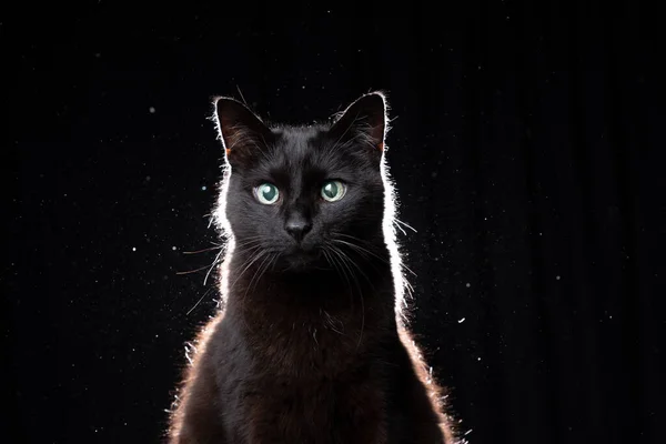 Blindt svart katteportrett på svart bakgrunn i baklys – stockfoto