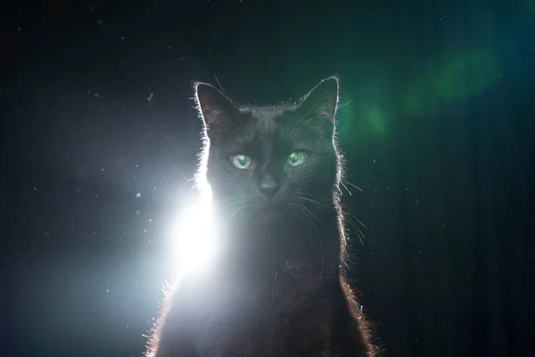 Слепой чёрный кот с отражающими глазами — стоковое фото