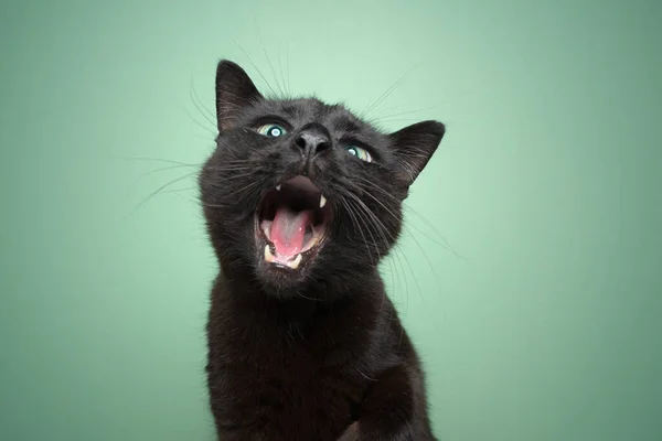 Schwarze Katze mit weit geöffnetem Maul lustiges Porträt auf mintgrünem Hintergrund — Stockfoto