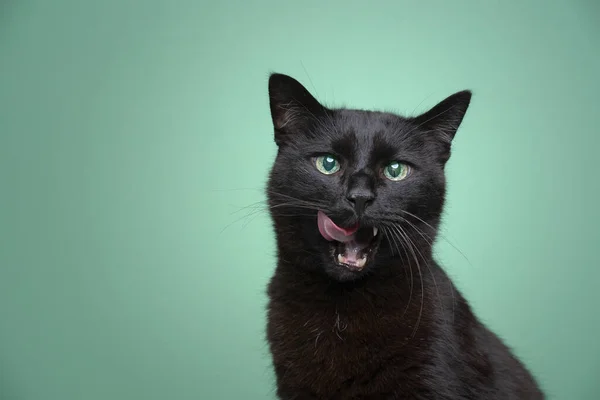 Hungrige schwarze Katze mit offenem Mund Lippen lecken auf grünem Hintergrund — Stockfoto