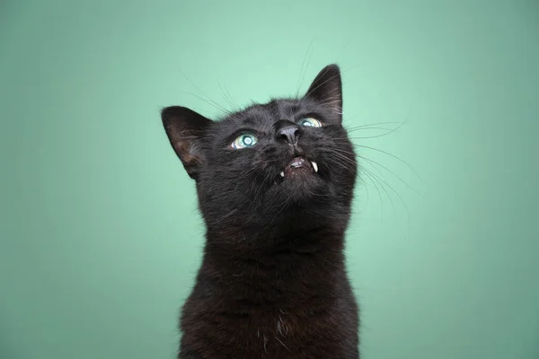 Niedliche schwarze Katze mit Überbiss schaut neugierig auf — Stockfoto