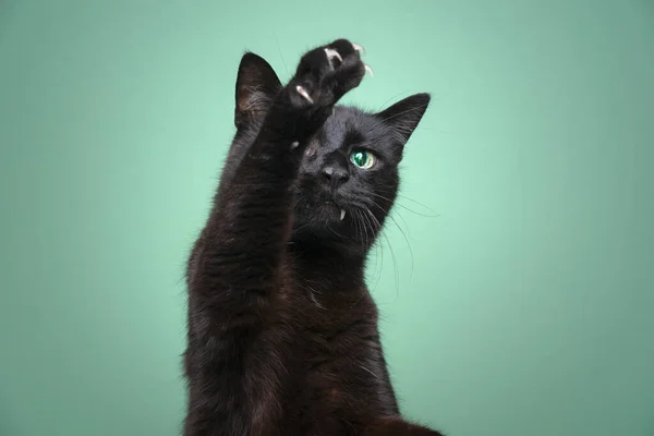 Fekete macska játszik emelő mancs mutatja karmok zöld háttér — Stock Fotó