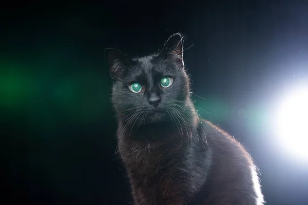 Ritratto cieco gatto nero con riflesso retina occhio su sfondo nero — Foto Stock