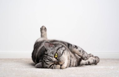 Tembel kedi halıya uzanmış kameraya bakıyor.