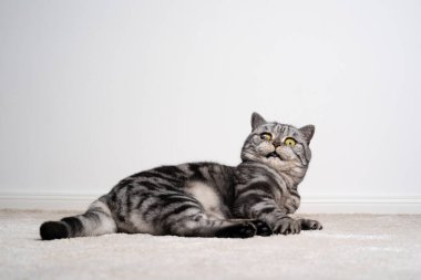 İngiliz Shortair kedisi bir gözü kapalı yerde yatıyor. Şok olmuş ya da korkmuş görünüyor.