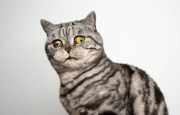 Gatto cieco in un occhio ferito guardando la fotocamera scioccato o spaventato — Foto Stock
