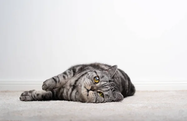 Gatto cieco su un occhio sdraiato sul pavimento appoggiato sul tappeto guardando la macchina fotografica — Foto Stock
