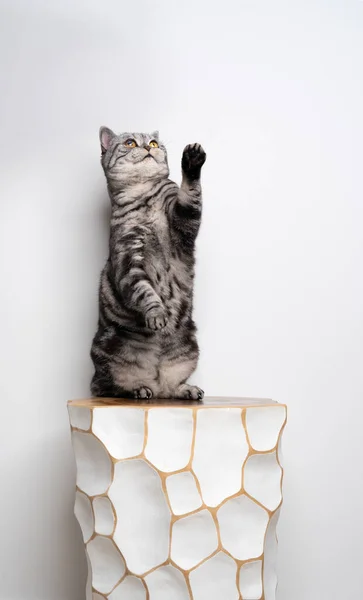 Verspielte Katze steht auf Schemel aufbäumend auf Hinterbeinen, die mit Pfote nach oben reichen — Stockfoto