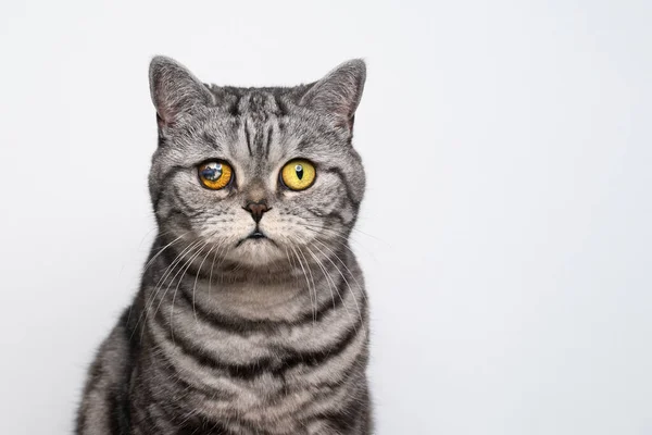 Prata tabby britânico short-thair gato retrato com olho ferido — Fotografia de Stock