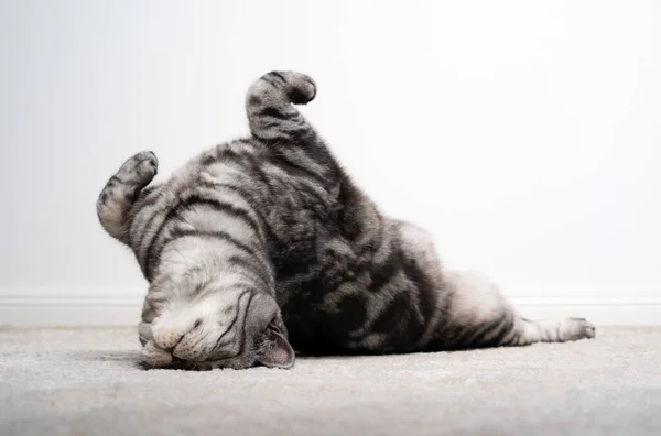 Chat mignon étirant un roulement sur le sol sur le tapis — Photo