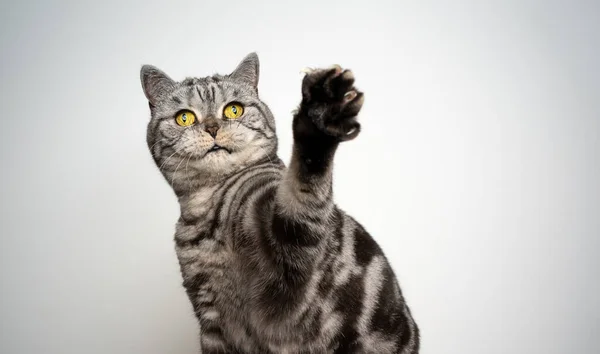 Ezüst mellű brit gyorsírás macska játszik emelő mancs — Stock Fotó