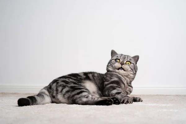 British shorthair gatto cieco in un occhio sdraiato sul pavimento cercando scioccato o spaventato — Foto Stock