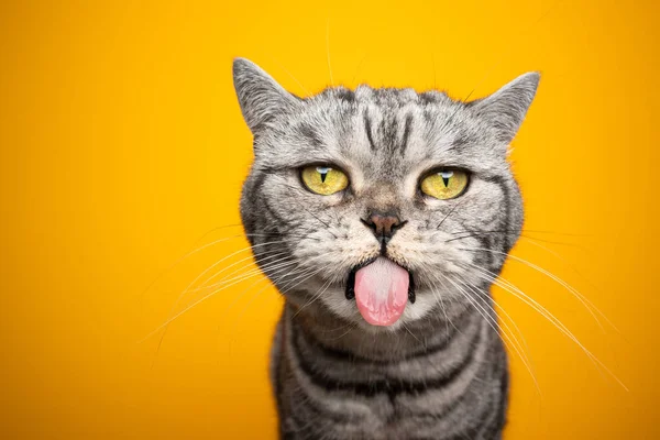 Engraçado prata tabby britânico shorthair gato fazendo cara engraçada saindo língua — Fotografia de Stock