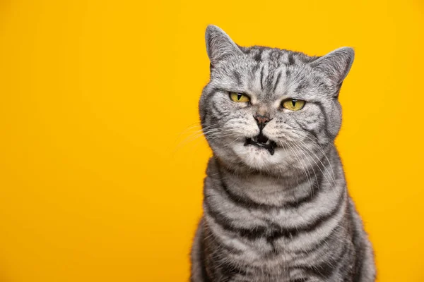 Chat faisant visage en colère avec bouche ouverte miauler sur fond jaune — Photo