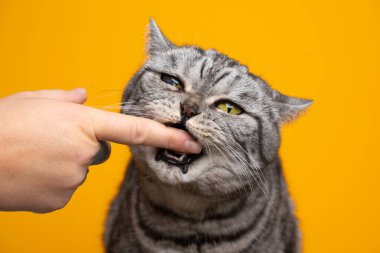 Açgözlü gümüş tekir İngiliz steyşın kedisi parmağını ısırıyor