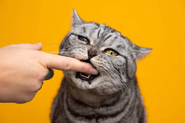 Gierige silber gestromte britische Kurzhaarkatze beißt Finger — Stockfoto