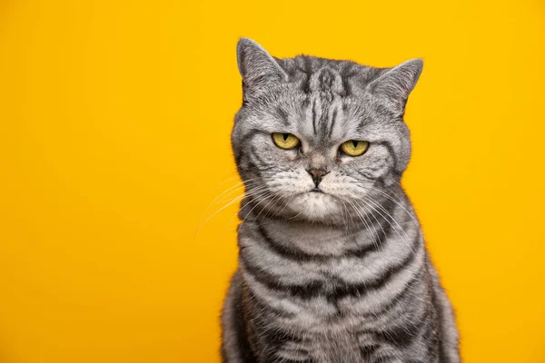 Портрет короткохвостого кота на срібному таббі виглядає серйозним або сердитим. — стокове фото