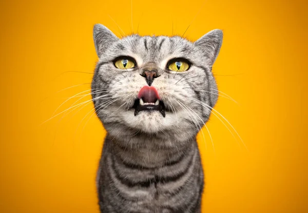 Голодный кот с желтыми глазами, торчащими из языка в поисках закусок — стоковое фото
