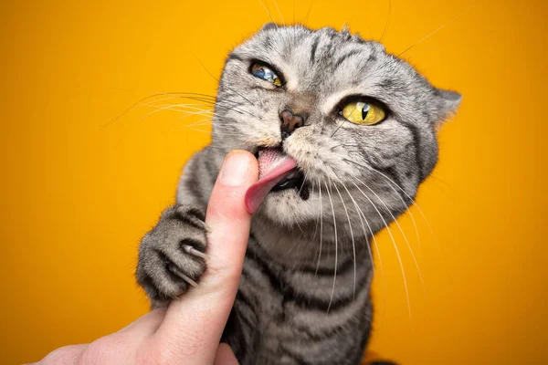 Fome gato lambendo cremoso lanche fora humano dedo fazendo engraçado rosto — Fotografia de Stock