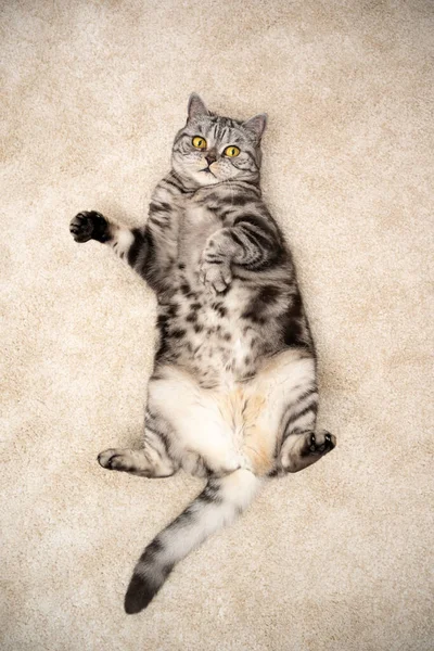 Juguetón plata tabby británico taquigrafía gato acostado en espalda en alfombra —  Fotos de Stock