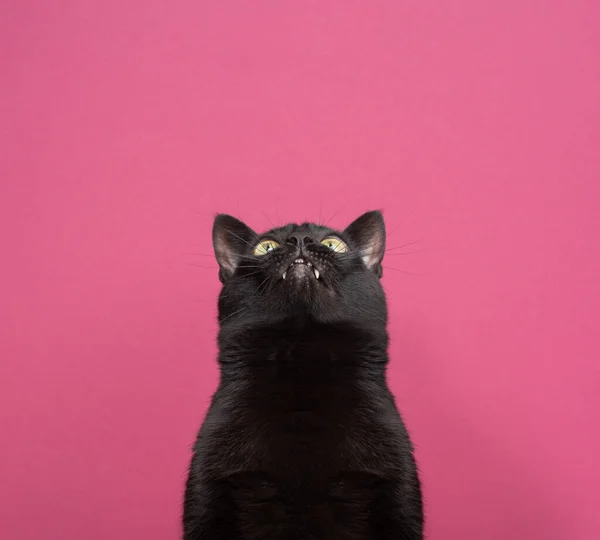 Śmieszne czarny kot z zęba luka patrząc w górę na różowym tle — Zdjęcie stockowe