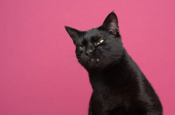 Vicces fekete macska hogy dühös arc rózsaszín háttér — Stock Fotó