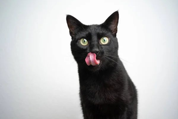 Голодный чёрный кот облизывает губы — стоковое фото