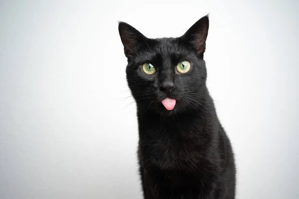 Engraçado preto gato saindo língua no fundo branco — Fotografia de Stock