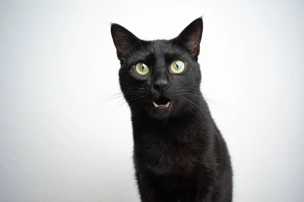 Schwarze Katze miaut auf weißem Hintergrund — Stockfoto