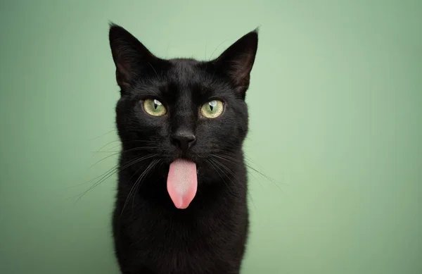 Engraçado preto gato saindo longo língua — Fotografia de Stock