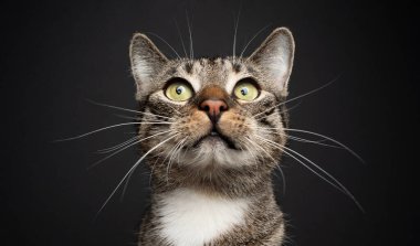 Siyah arka planda uzun bıyıklı sevimli kedi portresi