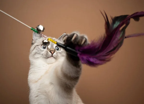 Carino giovane gatto giocare con piuma giocattolo — Foto Stock