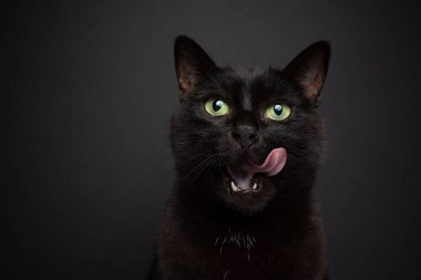 Kara arka planda aç kara kedi dudaklarını yalıyor.