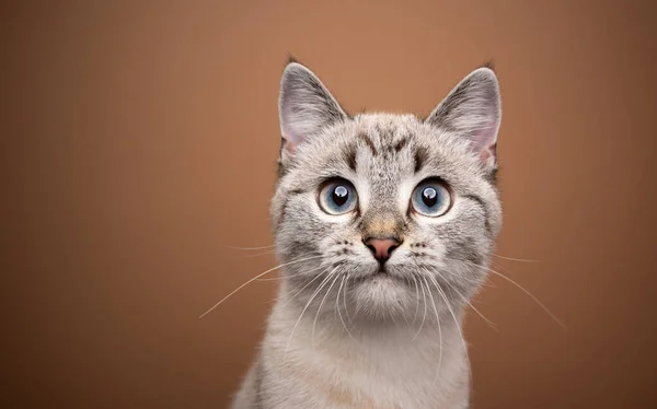 Beautiful curious cat portrait on brown background — Stock Fotó