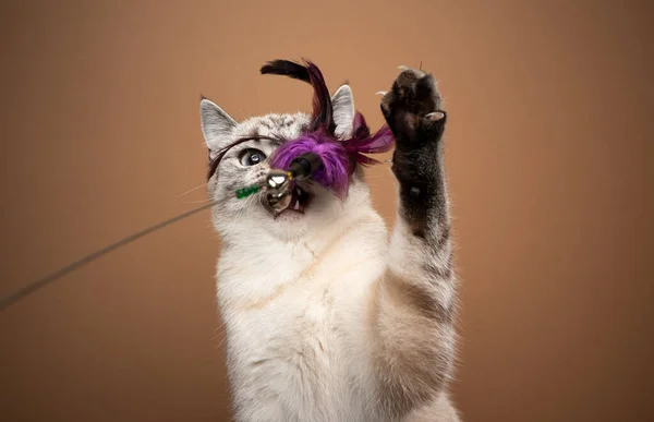 Divertido gato jugando con pluma juguete — Foto de Stock