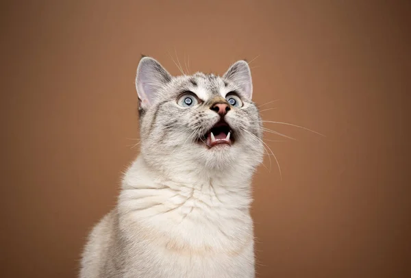 興奮した猫が口を開けたままおしゃべりしたり食事をしたり — ストック写真