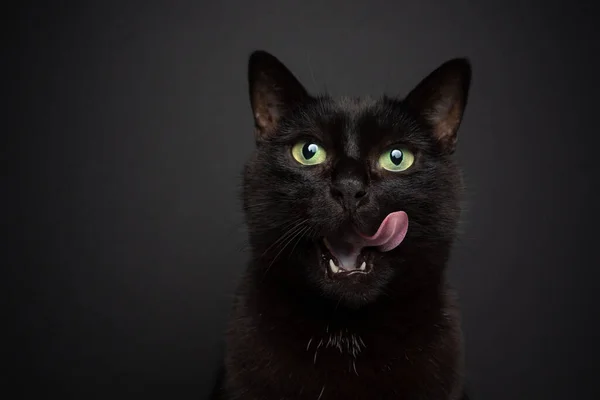 Hambre negro gato en negro fondo lamiendo labios retrato —  Fotos de Stock