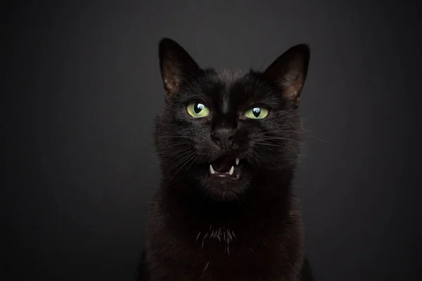 Preto gato meowing no fundo preto com espaço de cópia — Fotografia de Stock