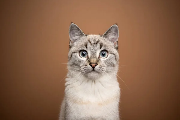 Beautiful young cat portrait on brown background — Stock Photo, Image