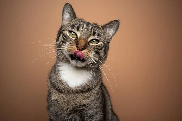 naughty cat sticking out tongue making funny face looking angry